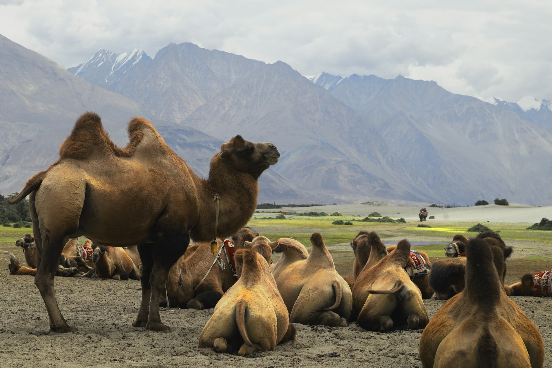 Himalayan Ladakh Tour