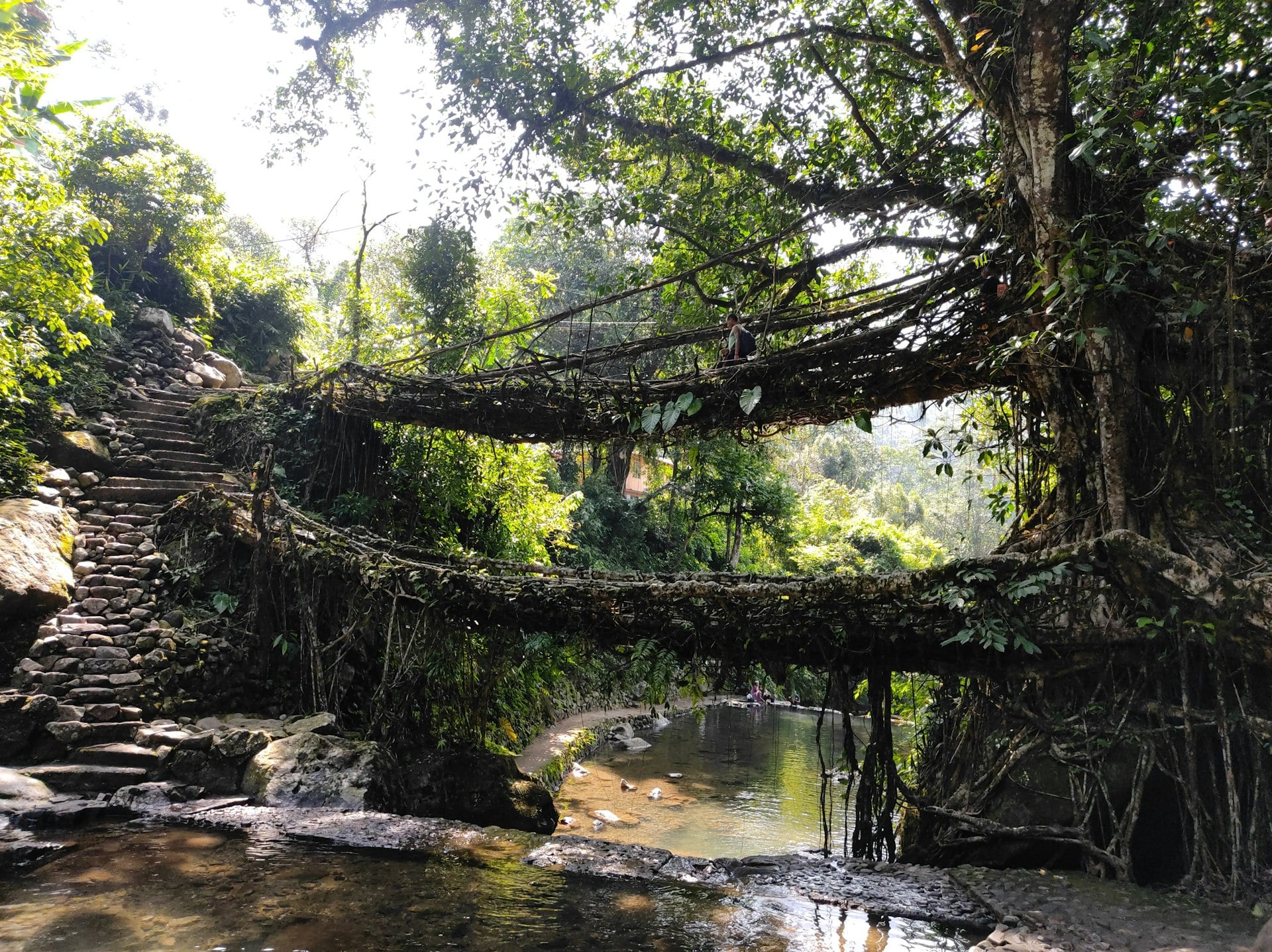North East Root Bridge Trail